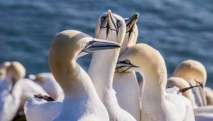 kaiyun-C罗携胜利队友迎接马内归队，并为他送上庆功蛋糕